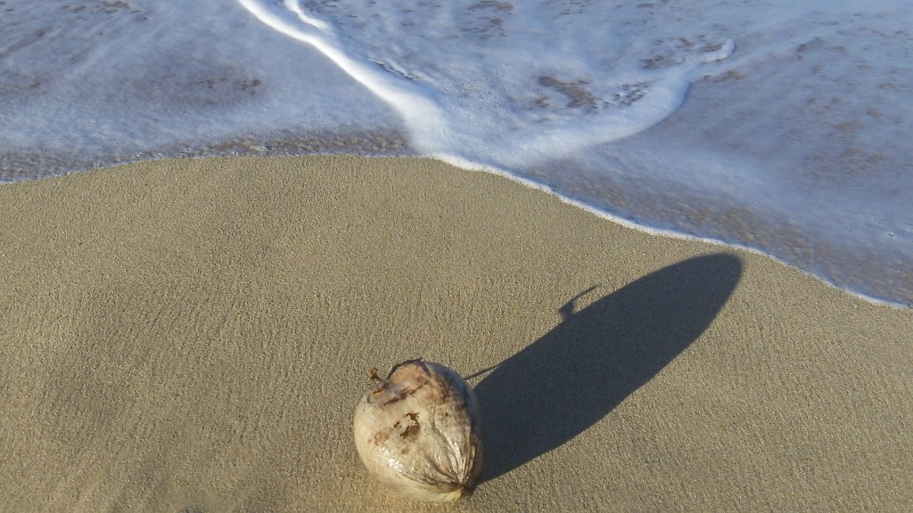 Hawaiian Seashell. Photo by Suzanne Vince