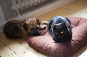 Cat in Dogs Bed