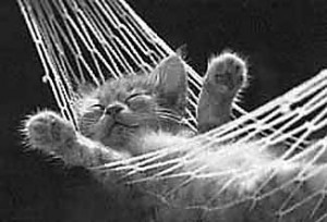 cat in hammock